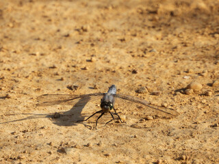 Dragonfly posing on arid ground