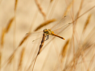 Dragonfly posing on plant in the field