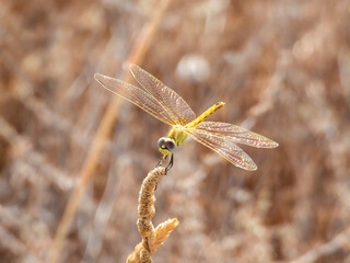 Dragonfly posing on plant in the field