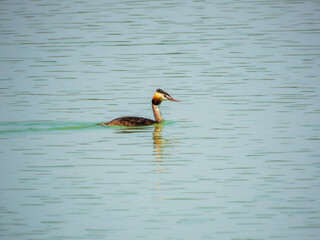 Grebe swimming peacefully through the lagoon