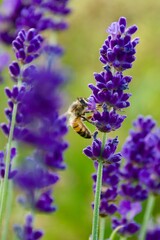 A close-up of a bee gathering nectar from a vibrant lavender blossom, set against a soft green and purple background, capturing the delicate moment of pollination.