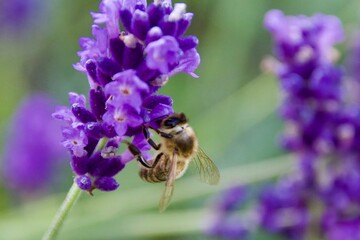 A close-up of a bee gathering nectar from a vibrant lavender blossom, set against a soft green and purple background, capturing the delicate moment of pollination.