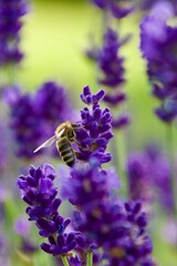 A close-up of a bee gathering nectar from a vibrant lavender blossom, set against a soft green and purple background, capturing the delicate moment of pollination.