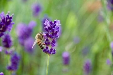 A close-up of a bee gathering nectar from a vibrant lavender blossom, set against a soft green and purple background, capturing the delicate moment of pollination.