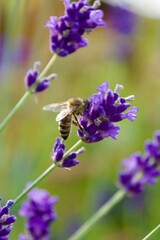 A close-up of a bee gathering nectar from a vibrant lavender blossom, set against a soft green and purple background, capturing the delicate moment of pollination.
