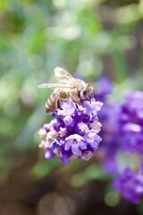 A close-up of a bee gathering nectar from a vibrant lavender blossom, set against a soft green and purple background, capturing the delicate moment of pollination.