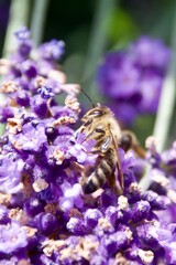 A close-up of a bee gathering nectar from a vibrant lavender blossom, set against a soft green and purple background, capturing the delicate moment of pollination.