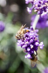A close-up of a bee gathering nectar from a vibrant lavender blossom, set against a soft green and purple background, capturing the delicate moment of pollination.
