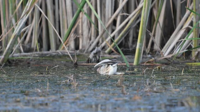 Little bittern Ixobrychus minutus, A bird caught a frog in a pond. Slow motion.