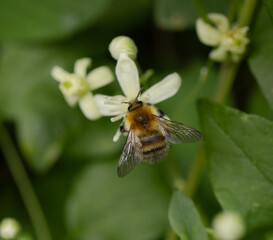 bee on a flower