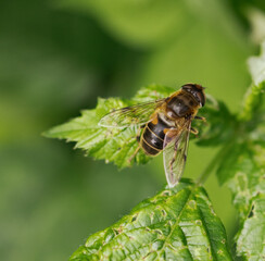 bee on a flower