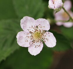 blossom in spring