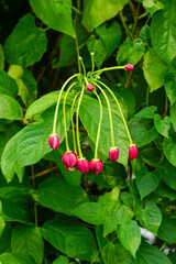 Rangoon creeper flower buds with it's green leaves 