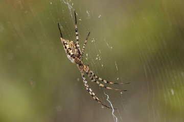 Araña tejedora de esfera negra y amarilla (Argiope lobata) preparada para cazar
