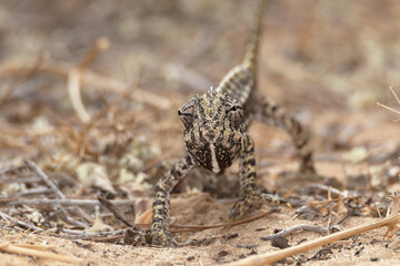 Camaleón común libre en la naturaleza