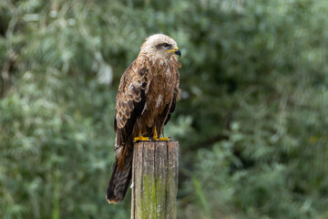 Black Kite (Milvus migrans) – Commonly found in open habitats across Europe, Asia, Africa, and Australia