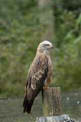 Black Kite (Milvus migrans) – Commonly found in open habitats across Europe, Asia, Africa, and Australia