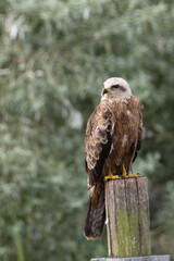 Black Kite (Milvus migrans) – Commonly found in open habitats across Europe, Asia, Africa, and Australia