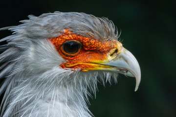 Secretary Bird (Sagittarius serpentarius) in African Savannas and Grasslands – Commonly found across sub-Saharan Africa