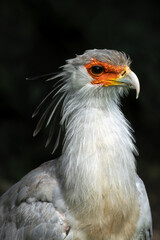 Secretary Bird (Sagittarius serpentarius) in African Savannas and Grasslands – Commonly found across sub-Saharan Africa