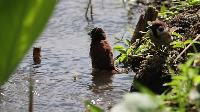 The chestnut munia or black-headed munia (Lonchura atricapilla jagori) is a small passerine. This photo was taken in Sulawesi, Indonesia.