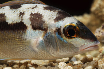 Rainbow or Monogrammed monocle bream (Scolopsis monogramma) stressed or sleeping with bar