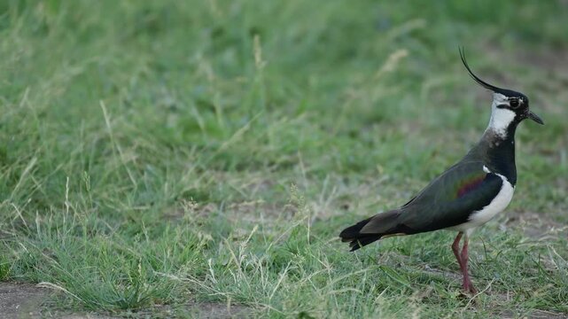 Northern Lapwing Vanellus vanellus in the wild. Close up.
