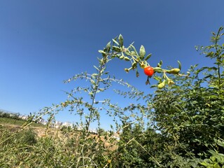 Juicy, fresh Goji berries in the garden, close-up. Goji or goji berry is used in processed foods and an ingredient in traditional Chinese, Korean and Japanese medicine since at least the 3rd century.