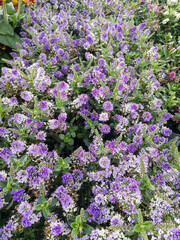 Fototapeta premium Hebe (Veronica) andersonii