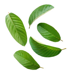 green guava leaves isolated on white background