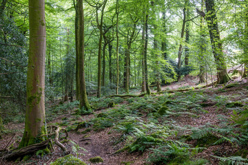 Obraz premium footpath in the woods
