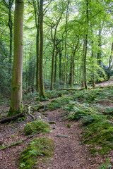 Fototapeta premium path in the woods