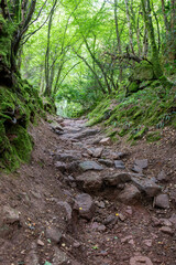 old green lane in the woods