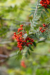 berries on rowan tree