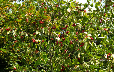 Hawthorn bush with its fruits.
Hawthorn fruits ripen at the end of summer. Used as a medicinal plant to lower blood pressure.
