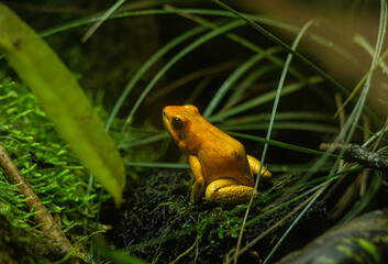 Gold poison frog Phyllobates terribilis endemic from the rainforest of Colombia in a moist green environment with moss and plants. Endangered Golden dart frog.