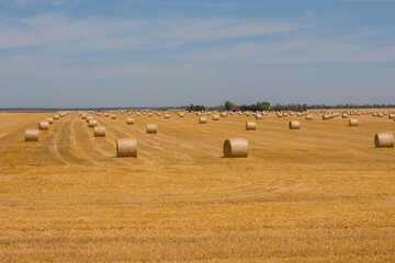 Tightly stacked hay stacks in the field, harvesting. Dry grass in rolls, a haystack.