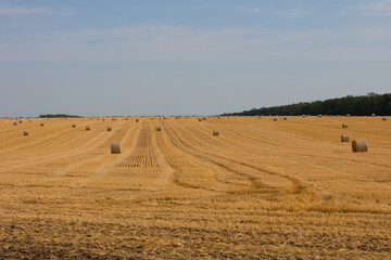 Obraz premium Tightly stacked hay stacks in the field, harvesting. Dry grass in rolls, a haystack.