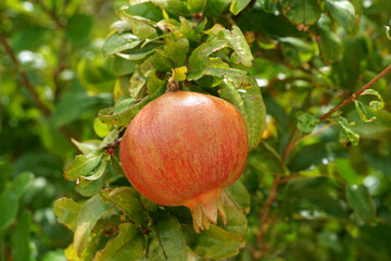 Healthy ripe natural Dalmatian pomegranate in the treetop