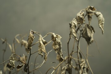 Dried-up plant with shriveled leaves and stems against a muted backdrop, depicting effects