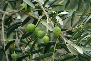 Damaged olive fruits after hail and bad weather