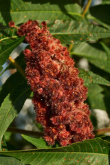 Close-up of the inflorescence of the Staghorn sumac. Staghorn sumac or fluffy sumac or Vinegar tree (lat. Rhus typhina) is a shrub or small tree of the Sumac family (Anacardiaceae).