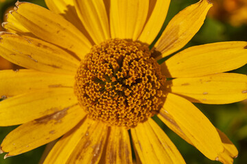 Heliopsis blooms in the garden. Heliopsis (lat. Heliopsis) is a genus of annual and perennial herbaceous plants of the Asteraceae family (Asteraceae).