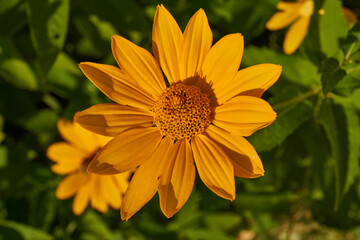 Heliopsis blooms in the garden. Heliopsis (lat. Heliopsis) is a genus of annual and perennial herbaceous plants of the Asteraceae family (Asteraceae).