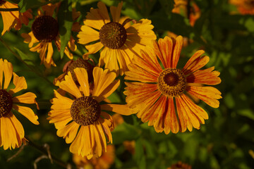 Helenium (lat. Helenium) blooms in the garden. Helenium is a genus of annual and perennial herbaceous plants of the family of compound flowers.