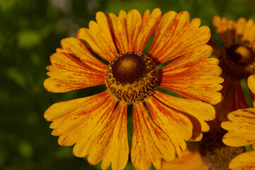 Helenium (lat. Helenium) blooms in the garden. Helenium is a genus of annual and perennial herbaceous plants of the family of compound flowers.