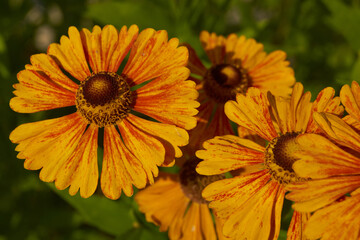 Helenium (lat. Helenium) blooms in the garden. Helenium is a genus of annual and perennial herbaceous plants of the family of compound flowers.
