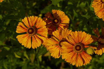 Helenium (lat. Helenium) blooms in the garden. Helenium is a genus of annual and perennial herbaceous plants of the family of compound flowers.