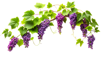 Bunches of ripe purple grapes hanging from a vine isolated on transparent background