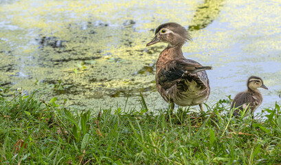 Female wood duck standing on the shore of a lake.